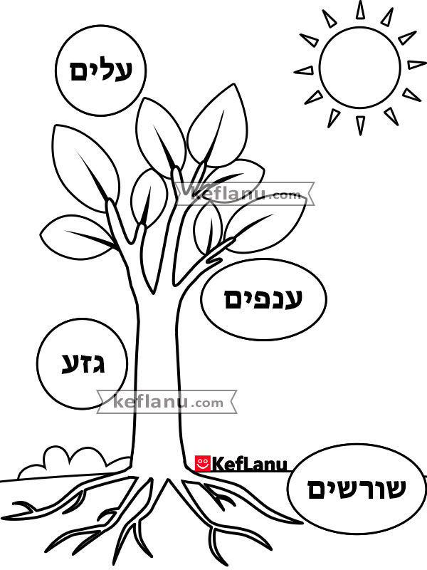 דף חלקי העץ