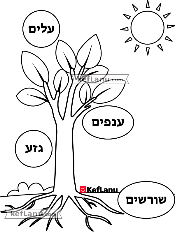 דף חלקי העץ