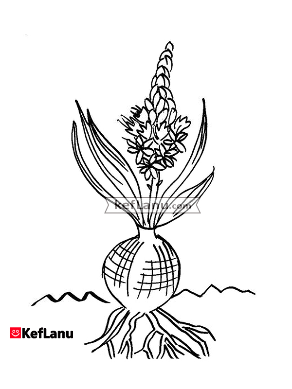 דף צביעה פרח עם פקעת