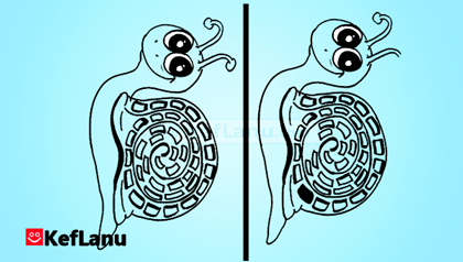 מצא את ההבדלים לסתיו חילזון