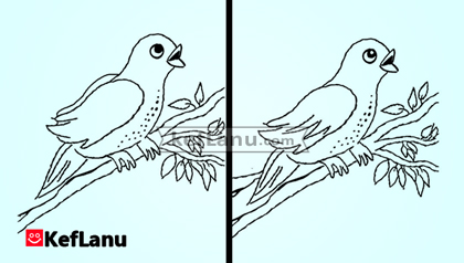 דף מצא את ההבדלים נחליאלי