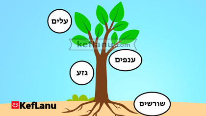 דף עבודה חלקי העץ