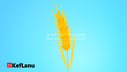 דף צביעה שעורה